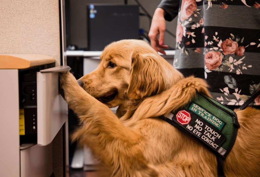 can-i-touch-a-service-dog